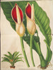 Philodendron calophyllum - Charles Antoine Lemaire — vista dell’opera
