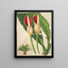 Philodendron calophyllum - Charles Antoine Lemaire — quadro incorniciato alla parete