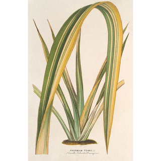 Charles Antoine Lemaire - Phormium tenax fol var.webp