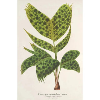 Charles Antoine Lemaire - Pinanga maculata.webp