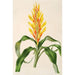 Pitcairnia andreana - Charles Antoine Lemaire — Ansicht des Kunstwerks