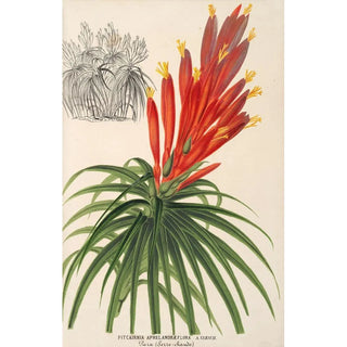 Charles Antoine Lemaire - Pitcairnia aphelandrflora.webp