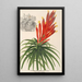 Pitcairnia aphelandriflora - Charles Antoine Lemaire — quadro incorniciato alla parete