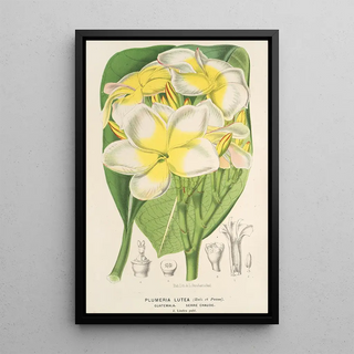 Charles Antoine Lemaire - Plumeria lutea.webp