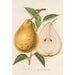 Reproduktion des Gemäldes Birne mit Butter Jean Van Geert - Charles Antoine Lemaire