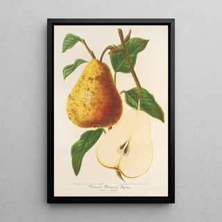 Charles Antoine Lemaire - Poire Beurr Spae.webp
