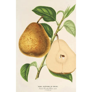 Charles Antoine Lemaire - Poire Josphine de Binche.webp