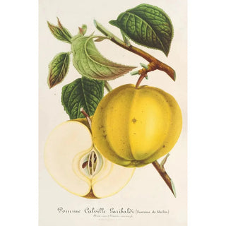 Charles Antoine Lemaire - Pomme Calville Garibaldi.webp