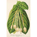 Reproduktion des Gemäldes Posoqueria fragrantissima - Charles Antoine Lemaire