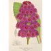 Reproduktion des Gemäldes Primula japonica - Charles Antoine Lemaire