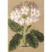 Riproduzione del dipinto Primula cortusoides var. grandiflora - Charles Antoine Lemaire
