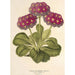 Reproduktion des Gemäldes Primula intermedia hybrida - Charles Antoine Lemaire