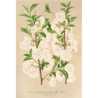 Charles Antoine Lemaire - Prunus sinensis japonica.webp