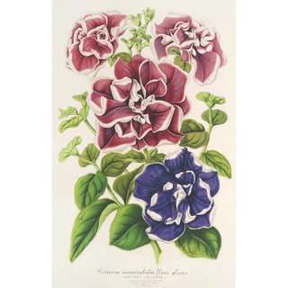 Charles Antoine Lemaire - Ptunia inimitabilis hybride flore pleno.webp