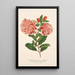 Punica granatum - Charles Antoine Lemaire — gerahmtes Bild an der Wand