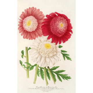 Charles Antoine Lemaire - Pyrethrum.webp