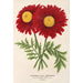 Riproduzione del dipinto Pyrethrum Souvenir de Vandervinnen - Charles Antoine Lemaire