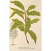 Quercus striata - Charles Antoine Lemaire — Ansicht des Kunstwerks