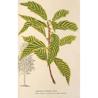 Charles Antoine Lemaire - Quercus striata.webp