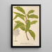 Quercus striata - Charles Antoine Lemaire — gerahmtes Bild an der Wand
