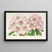 Rhododendron Bijou de Gand hybride - Charles Antoine Lemaire — gerahmtes Bild an der Wand