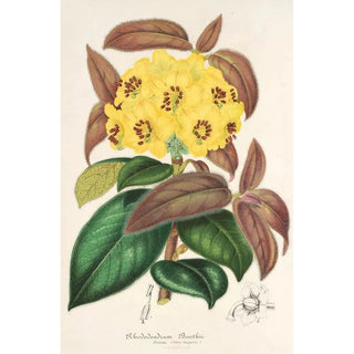 Charles Antoine Lemaire - Rhododendrum Boothii.webp
