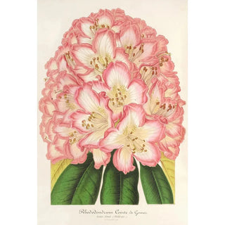 Charles Antoine Lemaire - Rhododendrum Comte de Gomer.webp