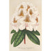 Reproduktion des Gemäldes Rhododendron Minnie - Charles Antoine Lemaire