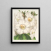 Rhododendron Nuttallii - Charles Antoine Lemaire — gerahmtes Bild an der Wand