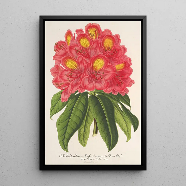 Charles Antoine Lemaire - Rhododendrum Souvenir de Jean Byls.webp
