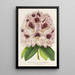 Rhododendron Verschaffeltii - Charles Antoine Lemaire — gerahmtes Bild an der Wand