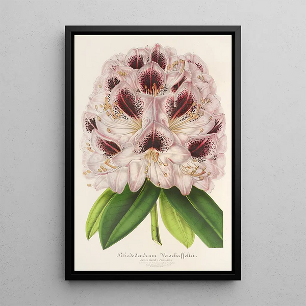 Charles Antoine Lemaire - Rhododendrum Verschaffeltii.webp