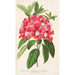 Reproduktion des Gemäldes Rhododendron azaleoides var. crispinorum - Charles Antoine Lemaire