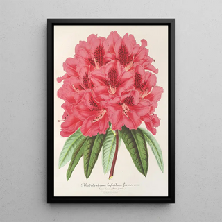 Charles Antoine Lemaire - Rhododendrum formosum.webp