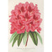 Reproduktion des Gemäldes Rhododendron formosum - Charles Antoine Lemaire