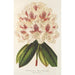 Rhododendron hybride Baron Osy - Charles Antoine Lemaire — Ansicht des Kunstwerks