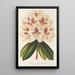 Rhododendron hybride Baron Osy - Charles Antoine Lemaire — gerahmtes Bild an der Wand
