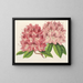 Rhododendron omniguttatum hybride - Charles Antoine Lemaire — gerahmtes Bild an der Wand