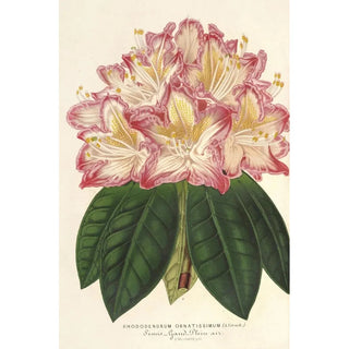 Charles Antoine Lemaire - Rhododendrum ornatissimum hybr.webp