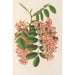 Riproduzione del dipinto Robinia pseudacacía var. Decaisneana - Charles Antoine Lemaire