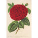 Rose Duchesse de Mdina - Charles Antoine Lemaire — Ansicht des Kunstwerks