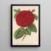Rose Duchesse de Mdina - Charles Antoine Lemaire — gerahmtes Bild an der Wand