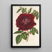 Riproduzione del dipinto Rosa Imperatore del Messico in fiore - Charles Antoine Lemaire