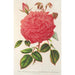 Riproduzione del dipinto Rose Île Bourbon var. Souvenir de la Malmaison à fleurs roses - Charles Antoine Lemaire