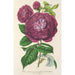 Rose Königin der Veilchen - Charles Antoine Lemaire — Ansicht des Kunstwerks