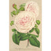 Rose sur des Anges - Charles Antoine Lemaire — Ansicht des Kunstwerks