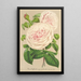 Rose sur des Anges - Charles Antoine Lemaire — gerahmtes Bild an der Wand