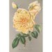 Rose Thé Jaune d'Or - Charles Antoine Lemaire — Ansicht des Kunstwerks