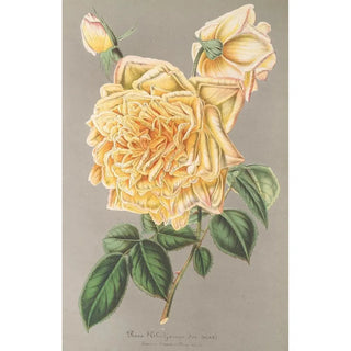 Charles Antoine Lemaire - Rose Th Jaune dor.webp