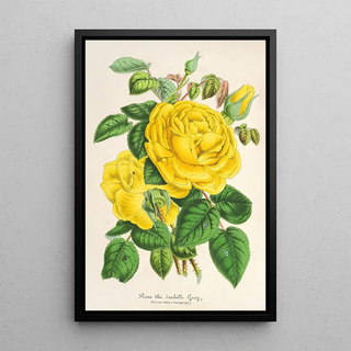 Charles Antoine Lemaire - Rose The Isabelle Grey.webp